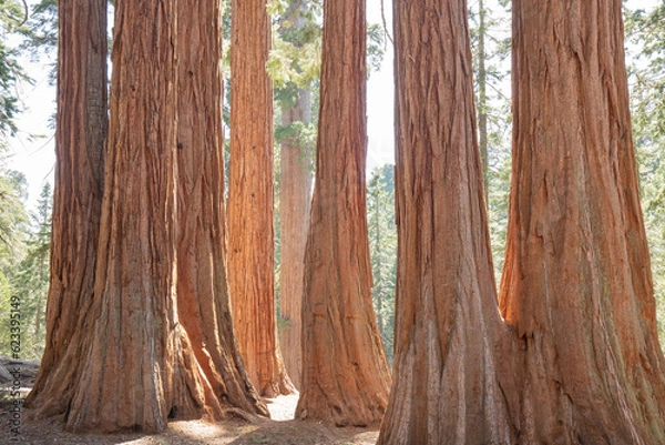 Fototapeta View at Gigantic Sequoia trees in Sequoia National Park, California USA sun light