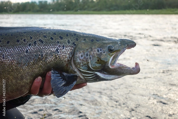 Fototapeta A sports fisherman releases unharmed Baltic sea salmon back to river after it was caught on summer day in Swedish Lapland.