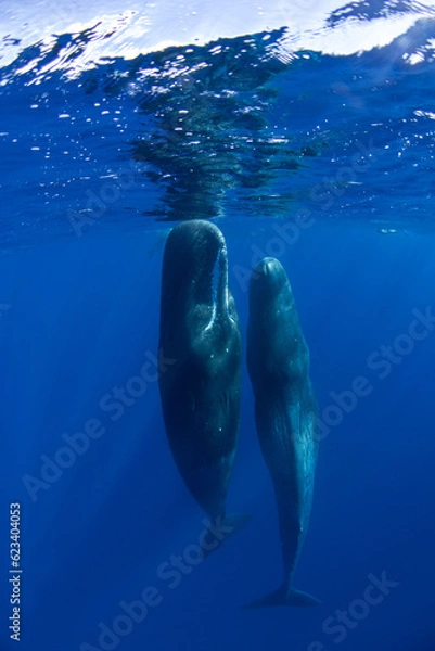 Obraz Family of sperm whales sleeping in the ocean