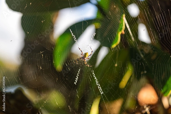 Obraz Spinne im Spinnennetz 