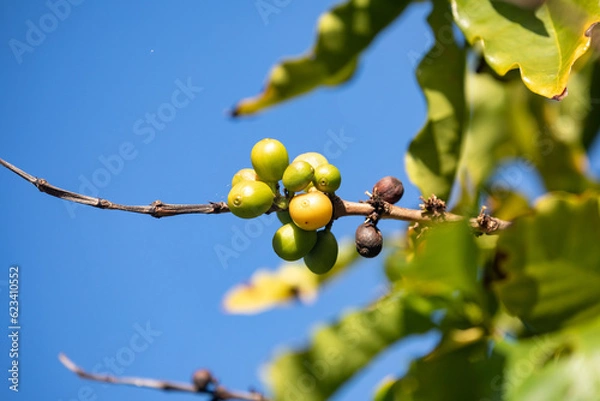 Obraz Kaffeebohnen am Kaffeebaum