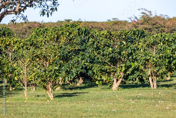 Obraz Kaffeeplantage