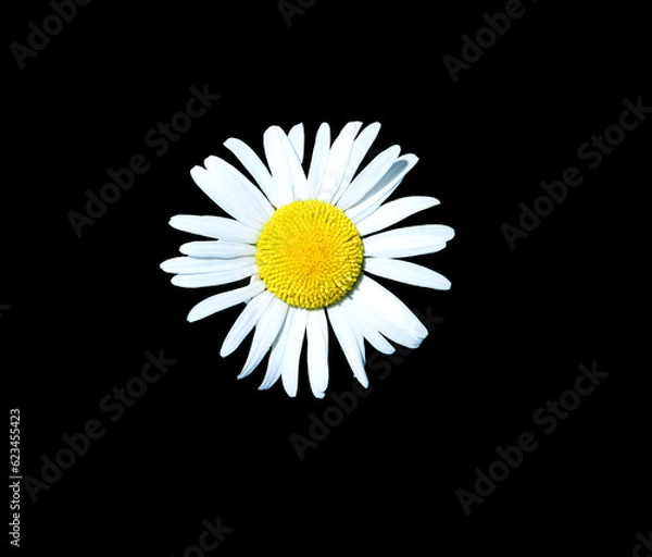 Fototapeta Daisy