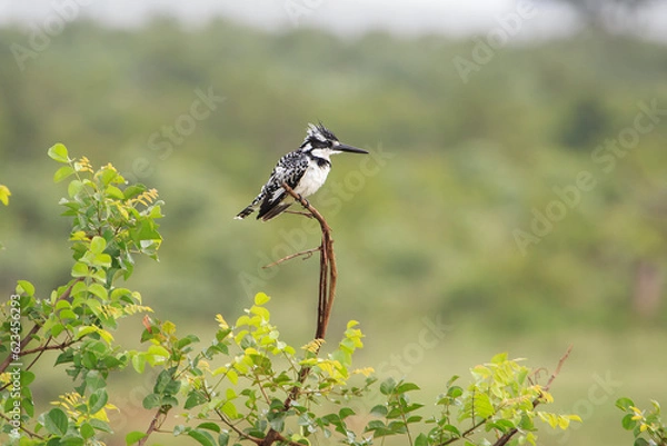 Obraz Perching pied kingfisher