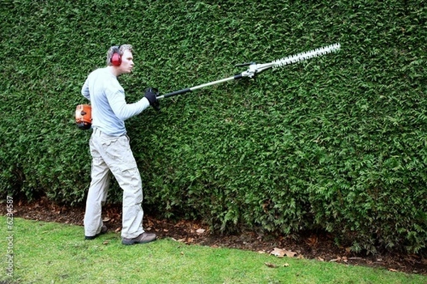 Obraz hedge rimming