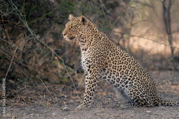 Fototapeta Close-up of leopard sitting staring in profile