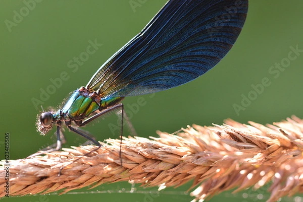Fototapeta Libellule au bord de l'eau