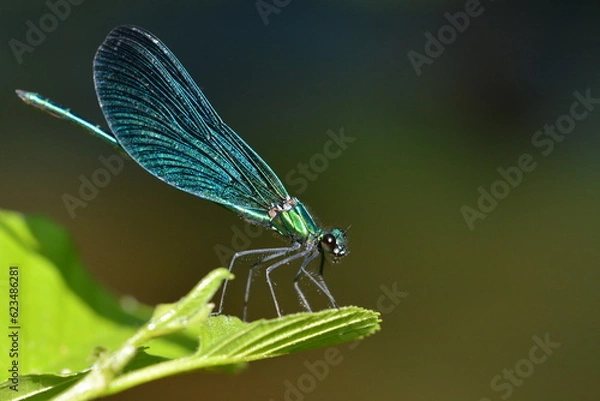 Fototapeta Libellule au bord de l'eau