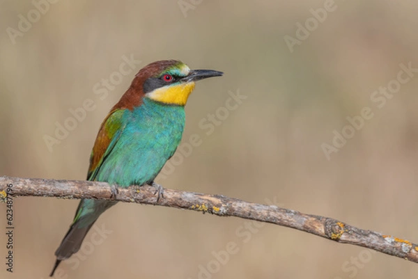 Fototapeta Bee-eater (Merops apiaster)