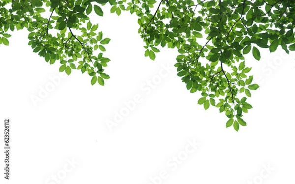 Obraz branch leaves or green leaf isolated. Tree Leaf Frame