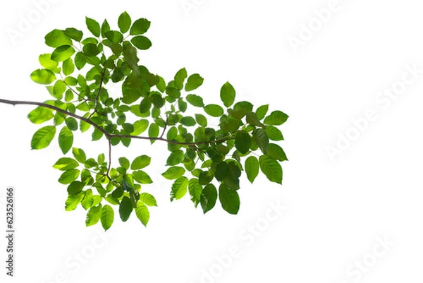 Obraz branch leaves or green leaf isolated. Tree Leaf Frame