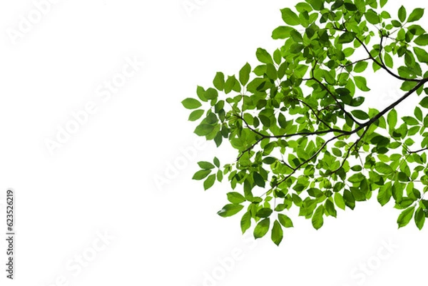 Obraz branch leaves or green leaf isolated. Tree Leaf Frame