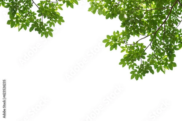 Obraz branch leaves or green leaf isolated. Tree Leaf Frame