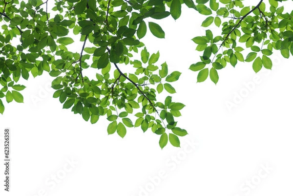 Fototapeta branch leaves or green leaf isolated. Tree Leaf Frame