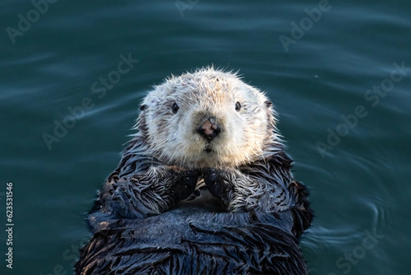 Obraz Closeup of young sea otter (Enhydra lutris) Floating in ocean on the California coast, looking directly at camera. 
