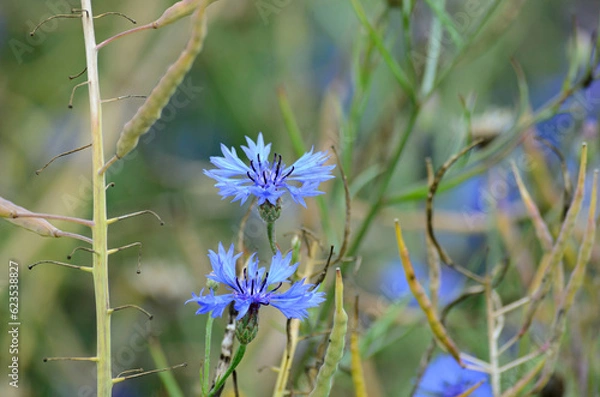 Obraz bee on a flower