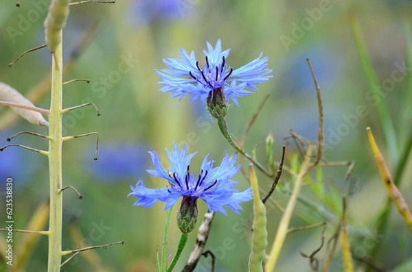 Obraz flowers on a meadow