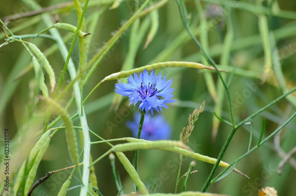 Obraz blue flower on a meadow