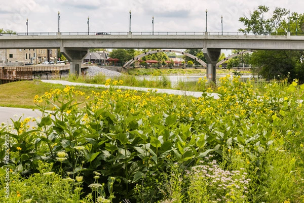Fototapeta Native plants in a rain garden along a pedestrian trail along a river with a highway bridge and pedestrian bridge in the distance.