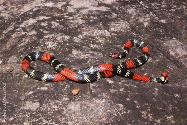 Obraz Cobra-coral (Micrurus altirostris)