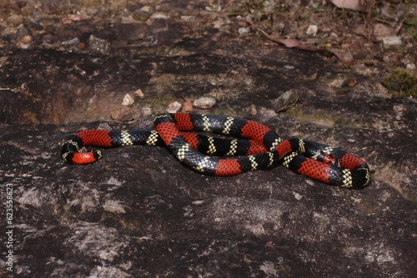 Fototapeta Cobra-coral (Micrurus altirostris)