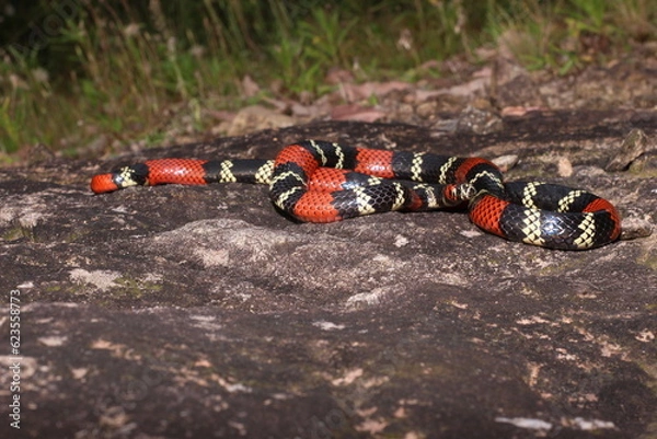 Fototapeta Cobra-coral (Micrurus altirostris)