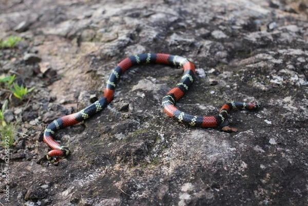 Obraz Cobra-coral (Micrurus altirostris)