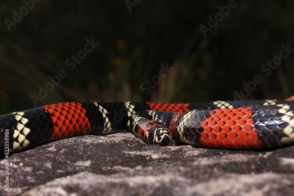 Obraz Cobra-coral (Micrurus altirostris)