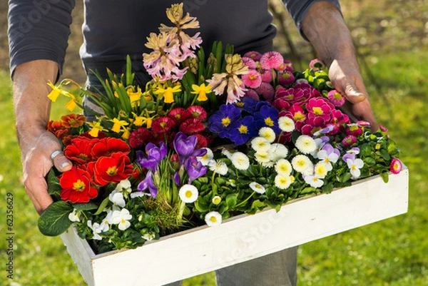 Obraz Wiosenny posłaniec