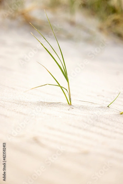 Obraz grass on the beach