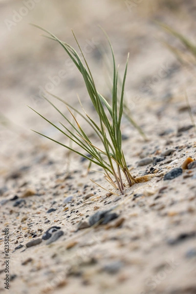 Obraz grass on the sand