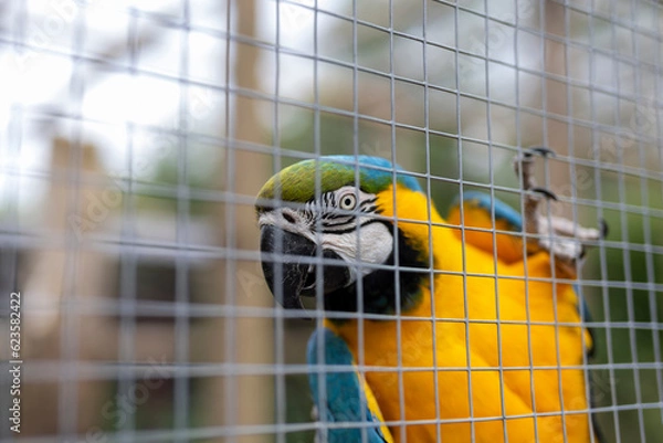 Obraz parrot in cage