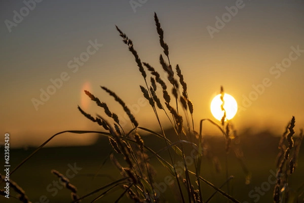 Obraz wheat field at sunset
