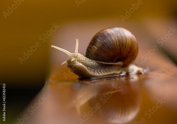 Obraz snail on a wet table
