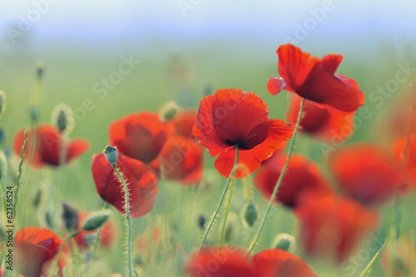 Obraz Red poppies