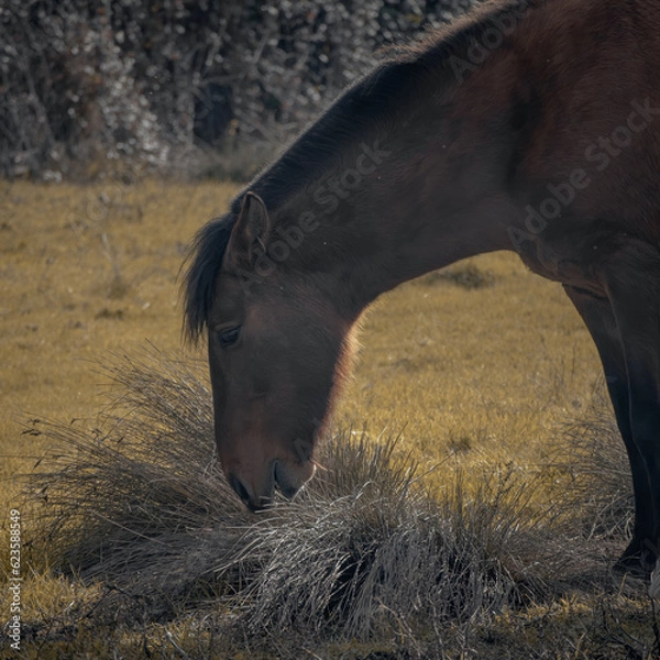 Obraz Caballo Corralero Chileno