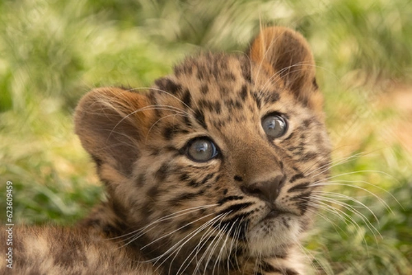 Obraz close up of a leopard cub