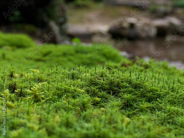 Obraz 敷き詰められた緑色の苔のアップ

