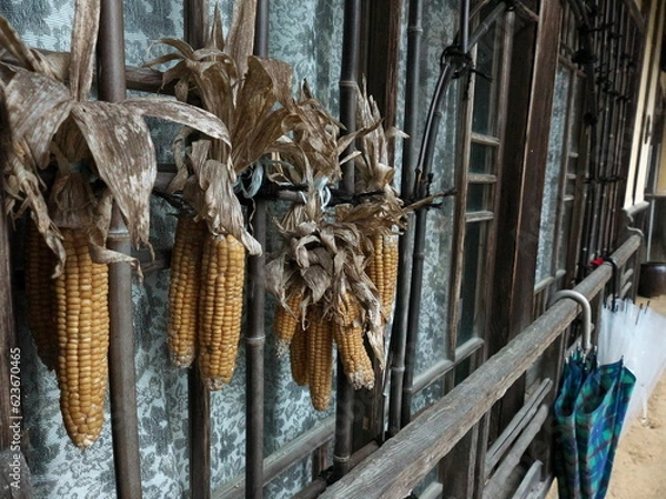 Obraz 古民家の窓に干されたとうもろこし
