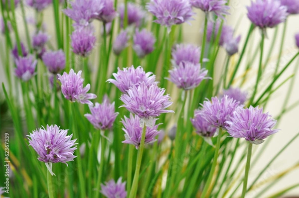 Fototapeta Schnittlauch