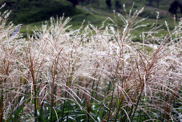 Obraz 光の中のススキ