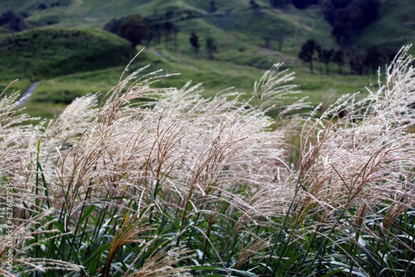 Fototapeta 風に揺れるススキと高原