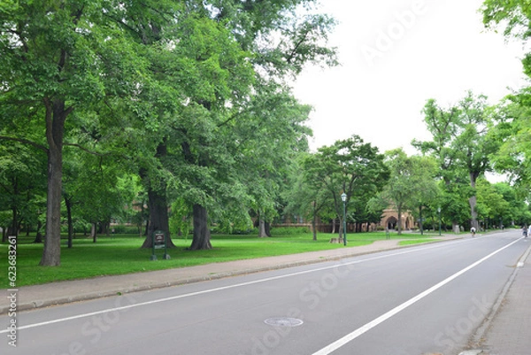 Obraz 北海道大学のイチョウ並木 メイン道路 北海道札幌市