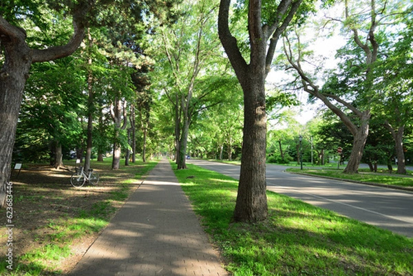 Obraz 北海道大学のメイン道路 北海道札幌市