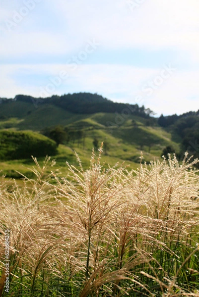 Obraz 緑の丘とススキ