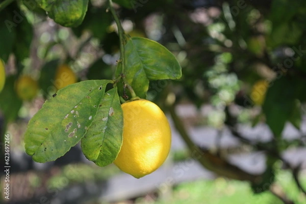Fototapeta Fresh Yellow Lemon tree