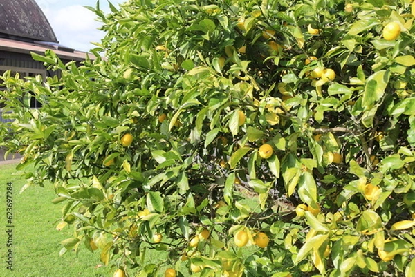 Obraz Fresh Yellow Lemon tree