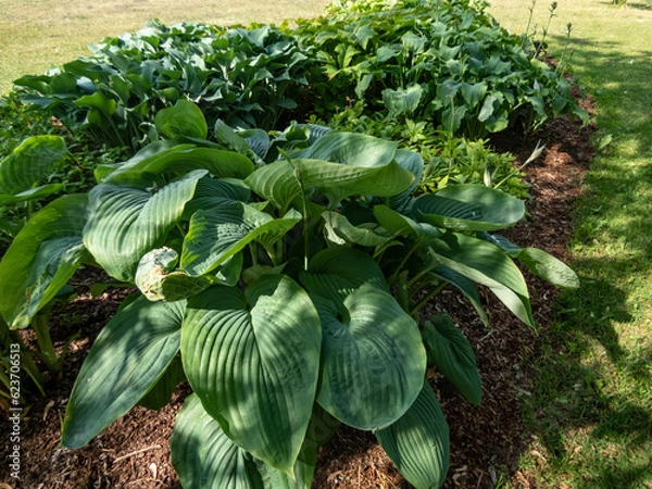 Fototapeta Plantain Lily (Hosta) 'Empress Wu' is the largest hosta forms impressive, upright mound of thick, deeply veined, dark blue-green leaves