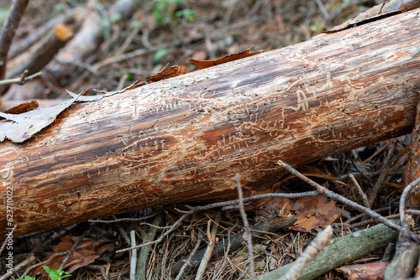 Fototapeta Pine log with traces of "inscriptions" made by a bark beetle. An old dry log eaten by a bark beetle lies on fallen pine needles in the forest. European spruce bark beetle. Ips typographus.