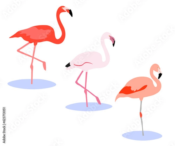 Fototapeta Set of Phoenicopterus bird. Greater flamingo (Phoenicopterus roseus),American flamingo (Phoenicopterus ruber), Chilean flamingo (Phoenicopterus chilensis). Isolated on white background. Vector